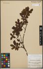 Foto von Salix waldsteiniana Willd.